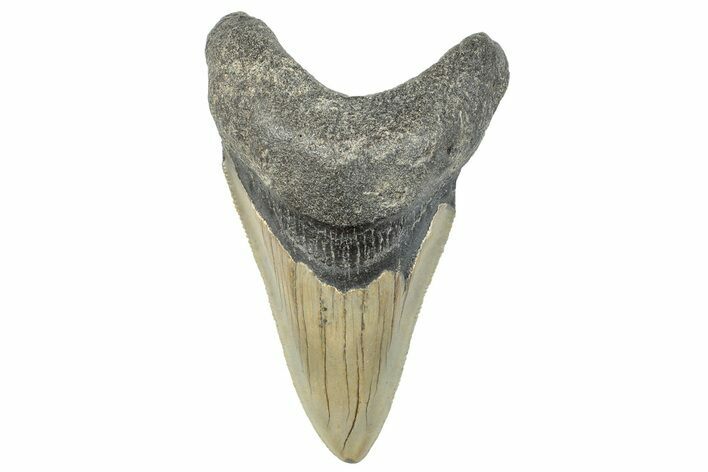 Serrated, Fossil Megalodon Tooth - North Carolina #295303